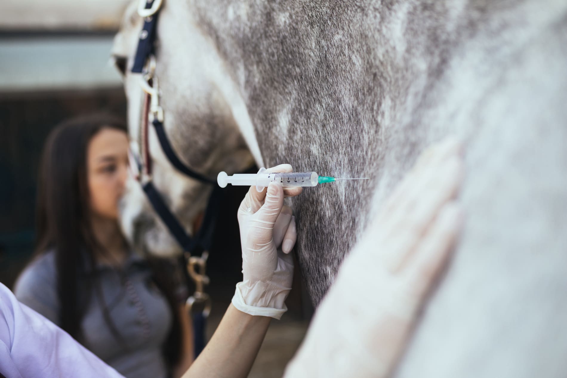 Wie Oft Influenza Impfen Pferd www.pferdepraxis-delbrueck.de